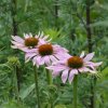 L'ECHINACEE. (RUDBECKIA POURPRE). MÉLODIE LE GOFF